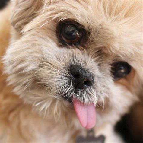 Why Rescue a Shih Tzu?