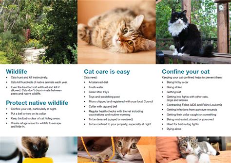 Why Responsible Cat Care Matters