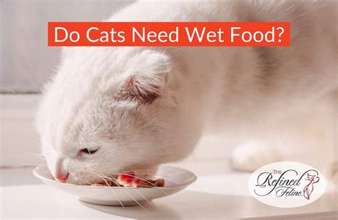 Why Senior Cats Need Wet Food