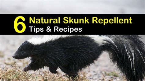 Why Skunk Treatment Matters