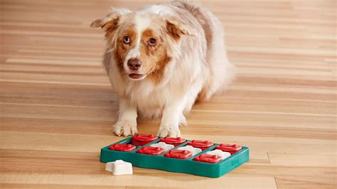 Why Stimulating Dog Toys Matter