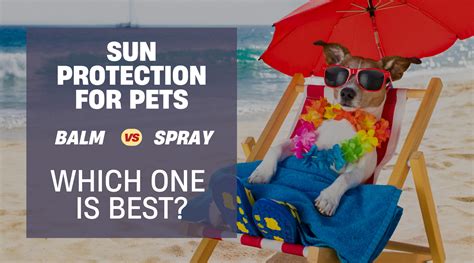 Why Sunscreen Matters for Dogs