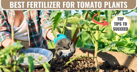 Why Tomatoes Need Fertilizer