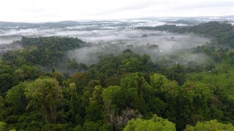 Why UNC's Forest Program Matters