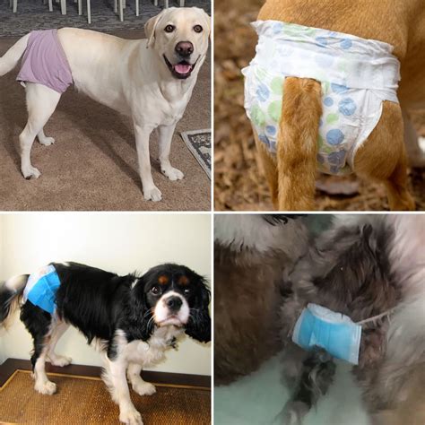 Why Use Doggie Diapers?