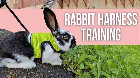 Why Using a Bunny Rabbit Harness Matters