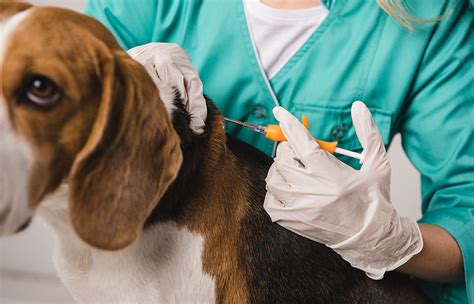 Why Vaccinating Your Dog for Rabies is Imperative