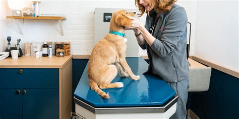 Why Veterinarians Open Near Me Matters