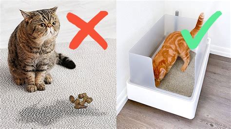 Why Your Cat Won't Use the Litter Box and What to Do About It