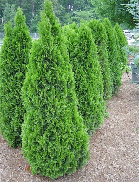 Why Your Emerald Green Arborvitae Needs Fertilization