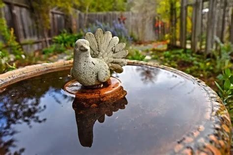 Why a Bird Bath Bubbler Matters