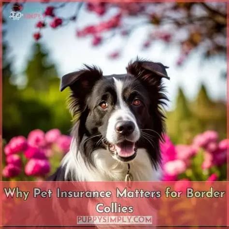 Why a Border Collie Matters