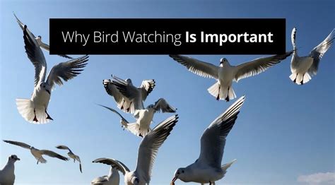 Why is Bird Washing Important?