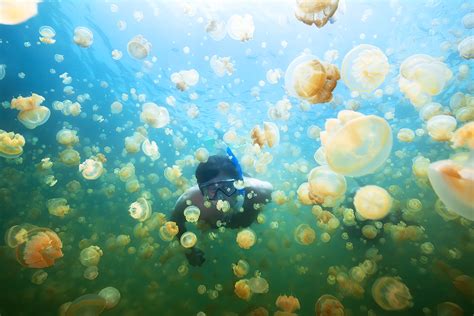 Why is Palau Famous for Jellyfish Lake?