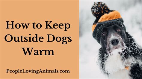 Why it's Important to Keep Dogs Warm