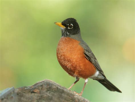 Why the Robin's Breast is Red A Story of Our Lord Reader