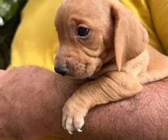 Wiener Dogs for Sale Near Me: An Exhaustive Buyer's Guide