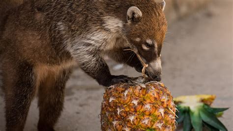 Wild Animals That Eat Pineapples