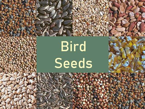 Wild Bird Seed Near Me: A Guide to Finding the Best Feed for Your Feathered Friends