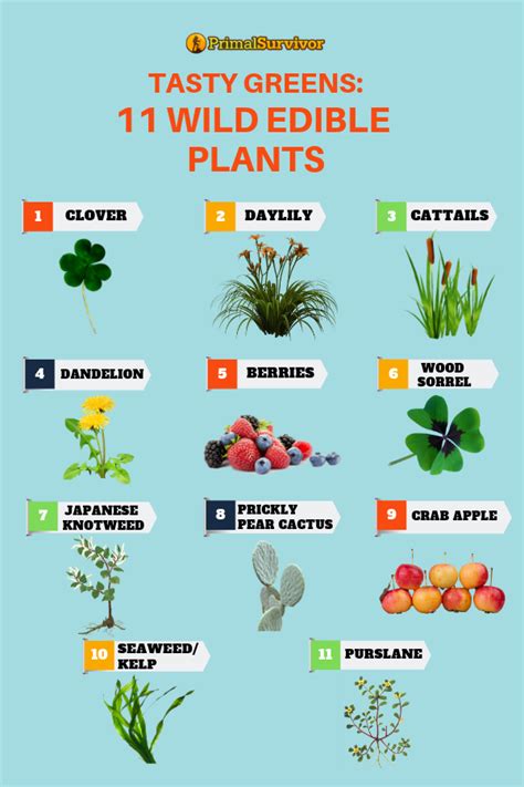Wild Edible Plants Chart