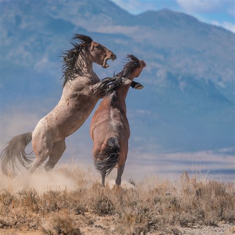 Wild Horses Reader