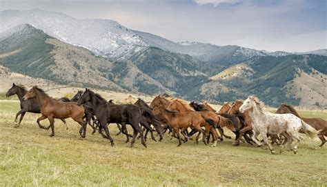 Wild Horses The World s Last Surviving Herds PDF