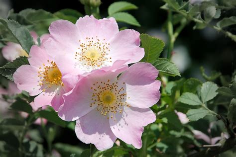 Wild Roses Epub