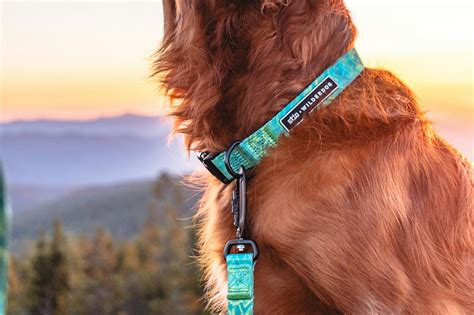 Wilderdog for Dogs with Sensitivities: A Game-Changer for 2025 and Beyond