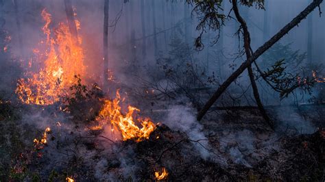 Wildfire Reader