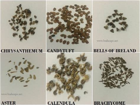 Wildflower Seed Identification Chart