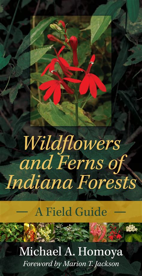 Wildflowers and Ferns of Indiana Forests A Field Guide Epub