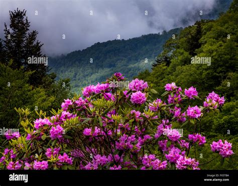 Wildflowers of the Blue Ridge and Great Smoky Mountains 1st Edition Reader