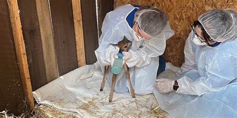 Wildlife Rescue and Rehabilitation: