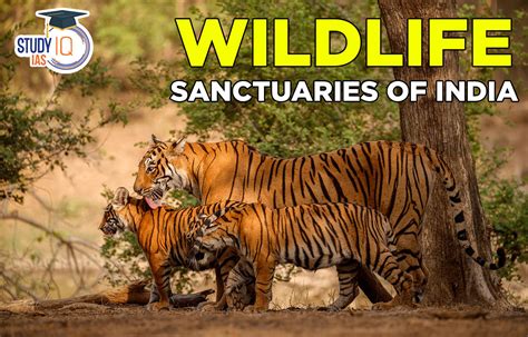 Wildlife Sanctuary: A Thriving Tapestry of Life