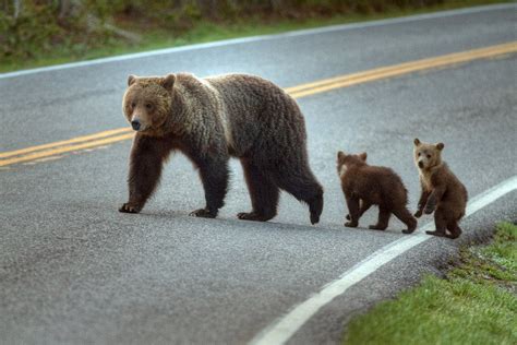 Wildlife and Roads Kindle Editon