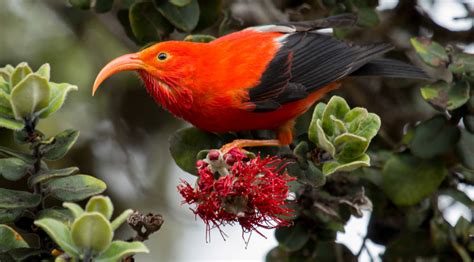 Wildlife in Haleakala National Park: A Unique Tapestry of Endemic Species