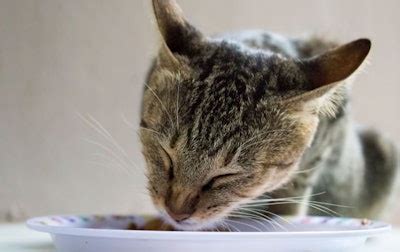 Will Cats Eat Dog Food? Unveiling the Truth Behind Feline Nutrition