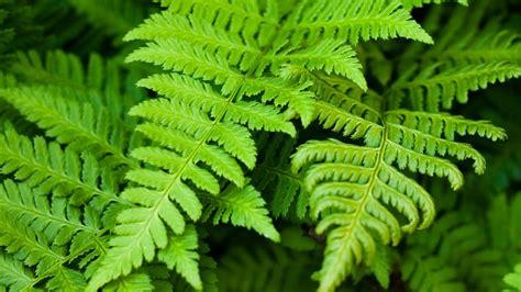 William Roxburgh's Fern Types Doc