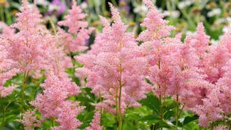 Willow Astilbe: A Serene and Graceful Addition to Your Garden