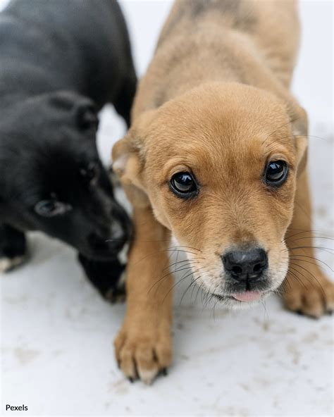 Wilmington Craigslist Puppies: A Comprehensive Guide to Finding Your Furry Friend