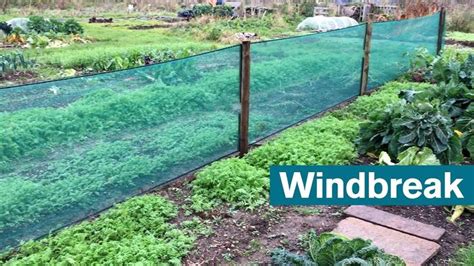 Wind Break Shelly: A Comprehensive Guide to Enhancing Garden Protection