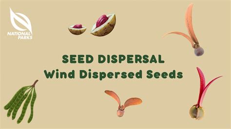 Wind-Dispersed Seeds: