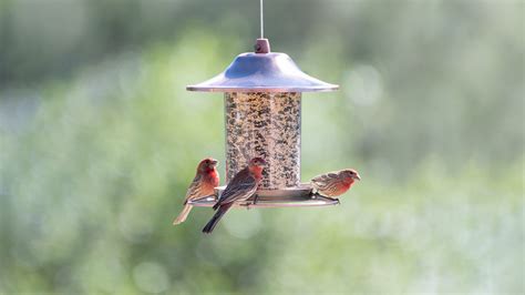 Window Bird Feeders: A Comprehensive Guide to Attract Feathered Friends to Your Home