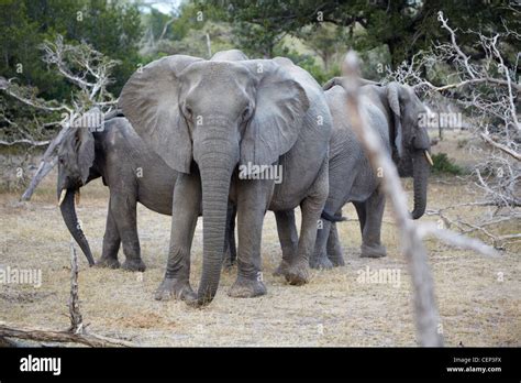 Windows Elephant Pattern Protective elephant Doc