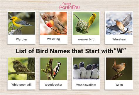 Wings of Wonder: Birds That Start with W