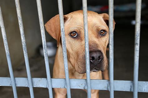 Winn County Animal Shelter: A Haven for Furry Friends in Need