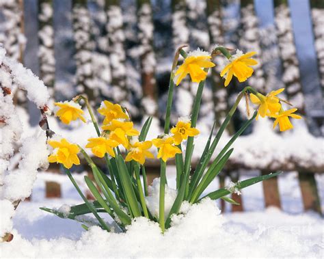 Winter Daffodils Kindle Editon