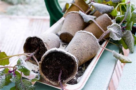 Winter Fertilizers: 10,000+ Tips for a Thriving Garden