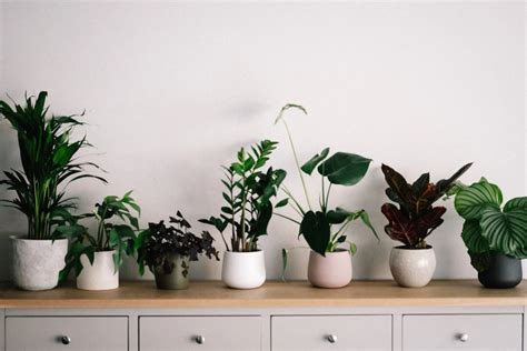 Winter Garden Shopping: A Guide to Enhancing Your Indoor Oasis