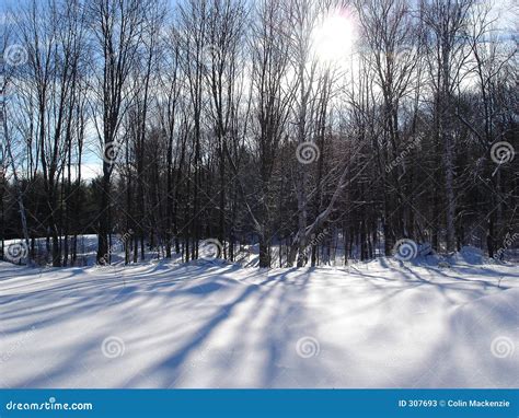 Winter Shadows Reader